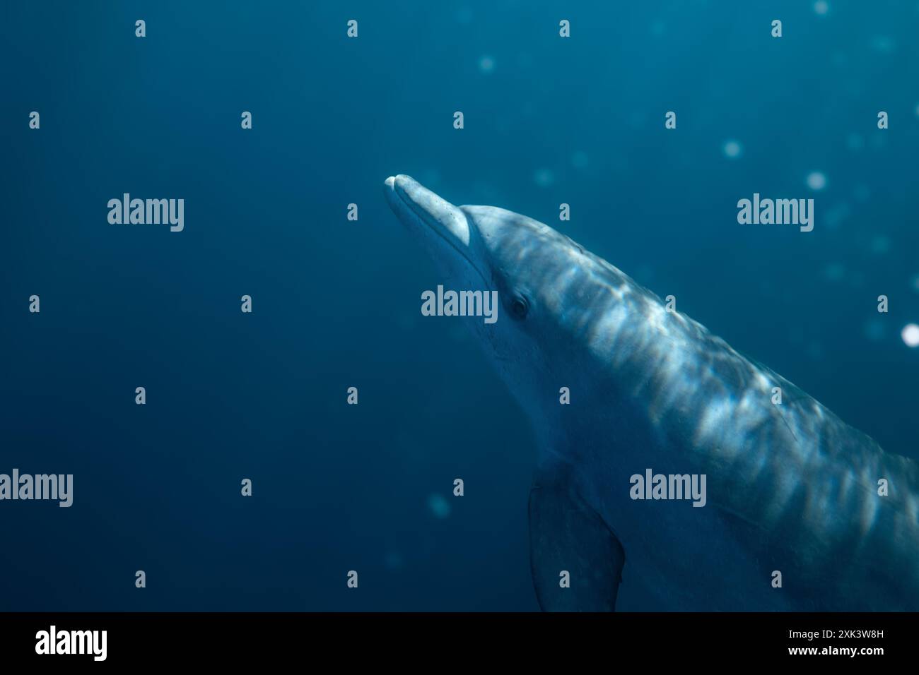 Vie sous-marine du lagon de mayotte Banque D'Images