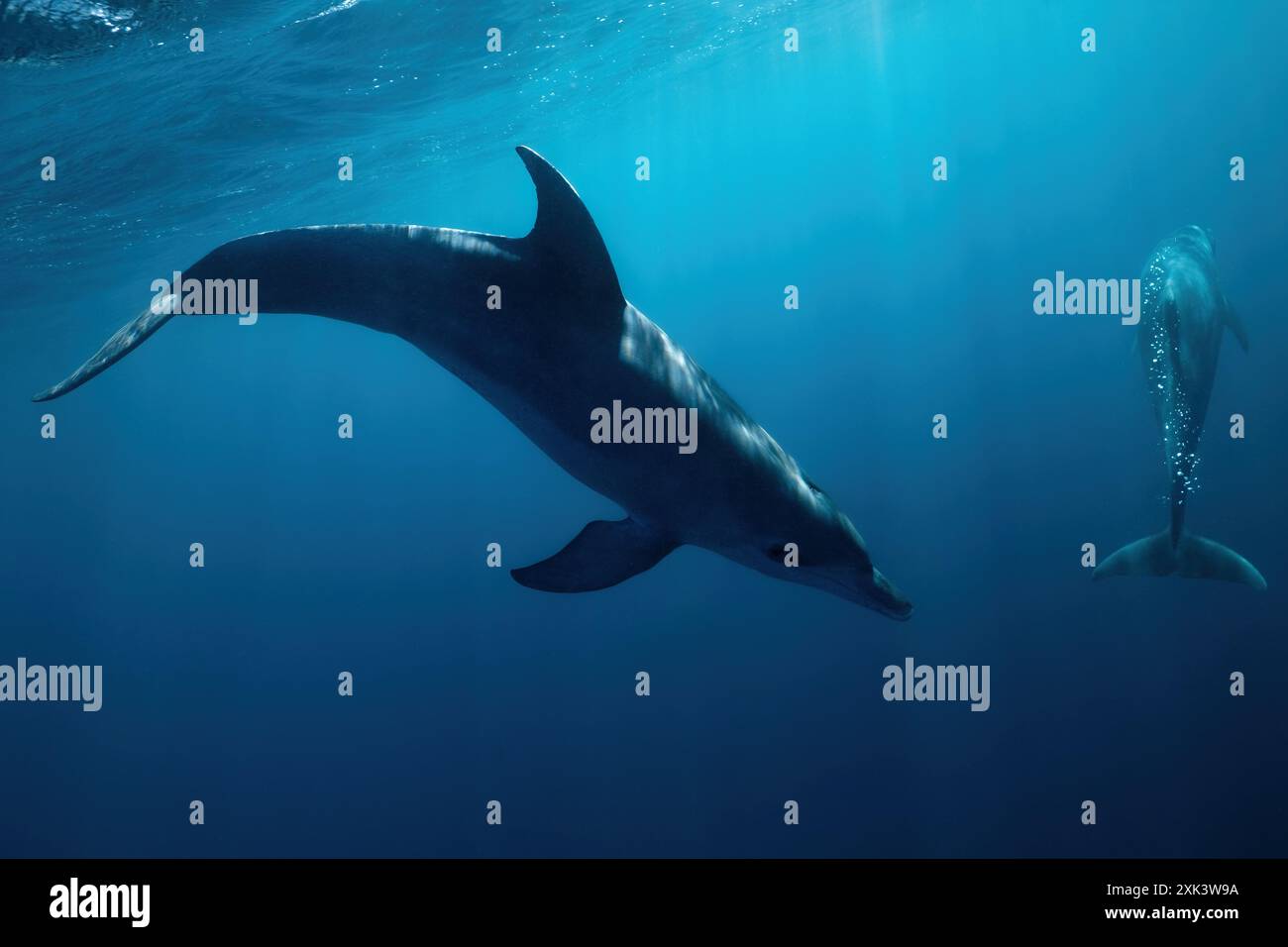 Vie sous-marine du lagon de mayotte Banque D'Images