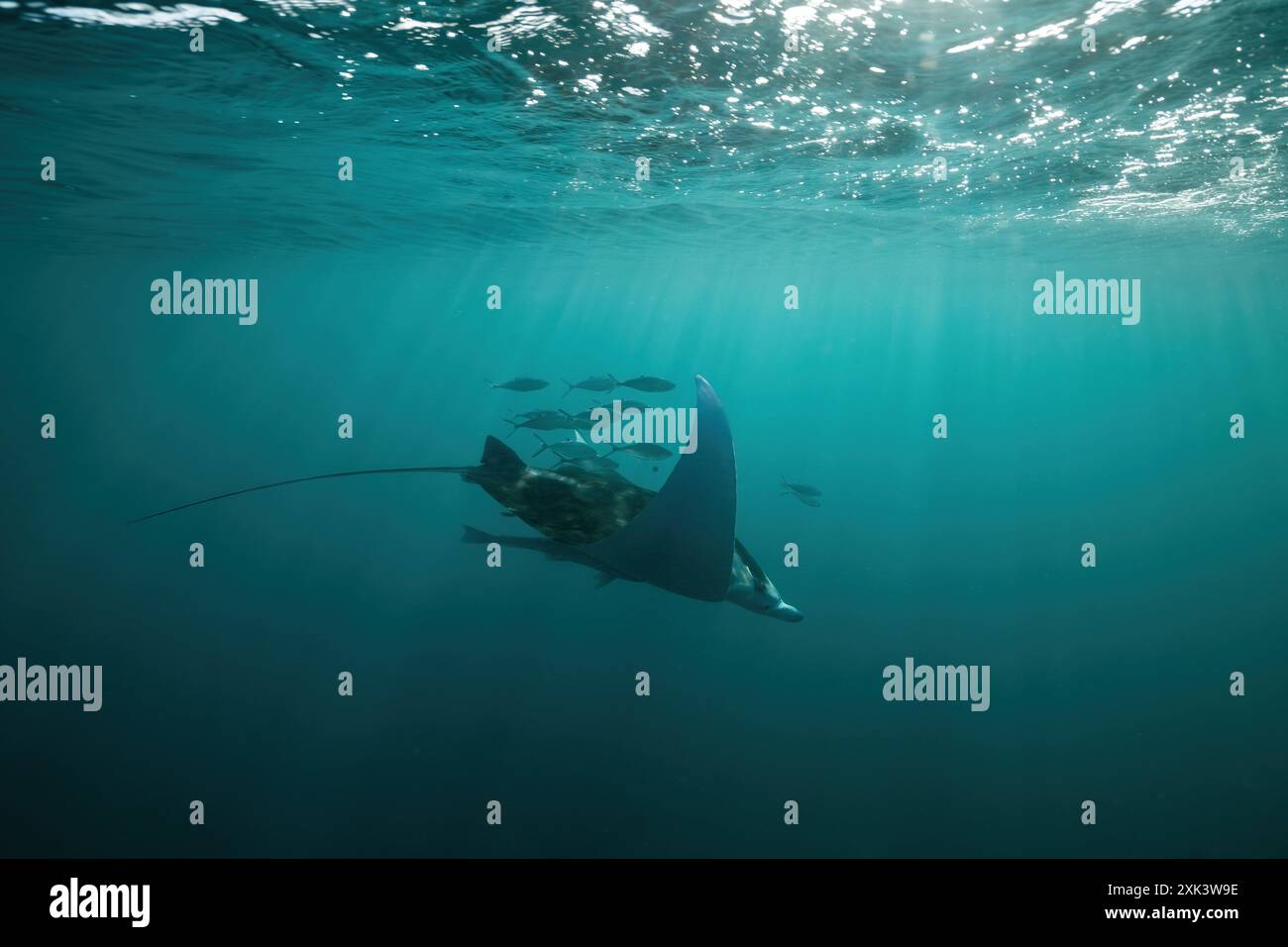 Vie sous-marine du lagon de mayotte Banque D'Images