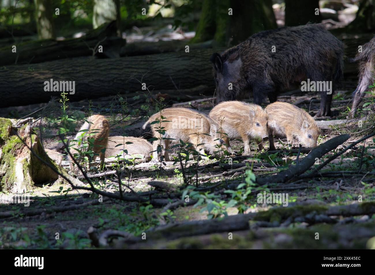 Un groupe de sangliers avec des porcelets buvant dans une forêt pendant la journée Banque D'Images Un groupe de sangliers avec des porcelets buvant dans une forêt pendant la journée Banque D'Images
