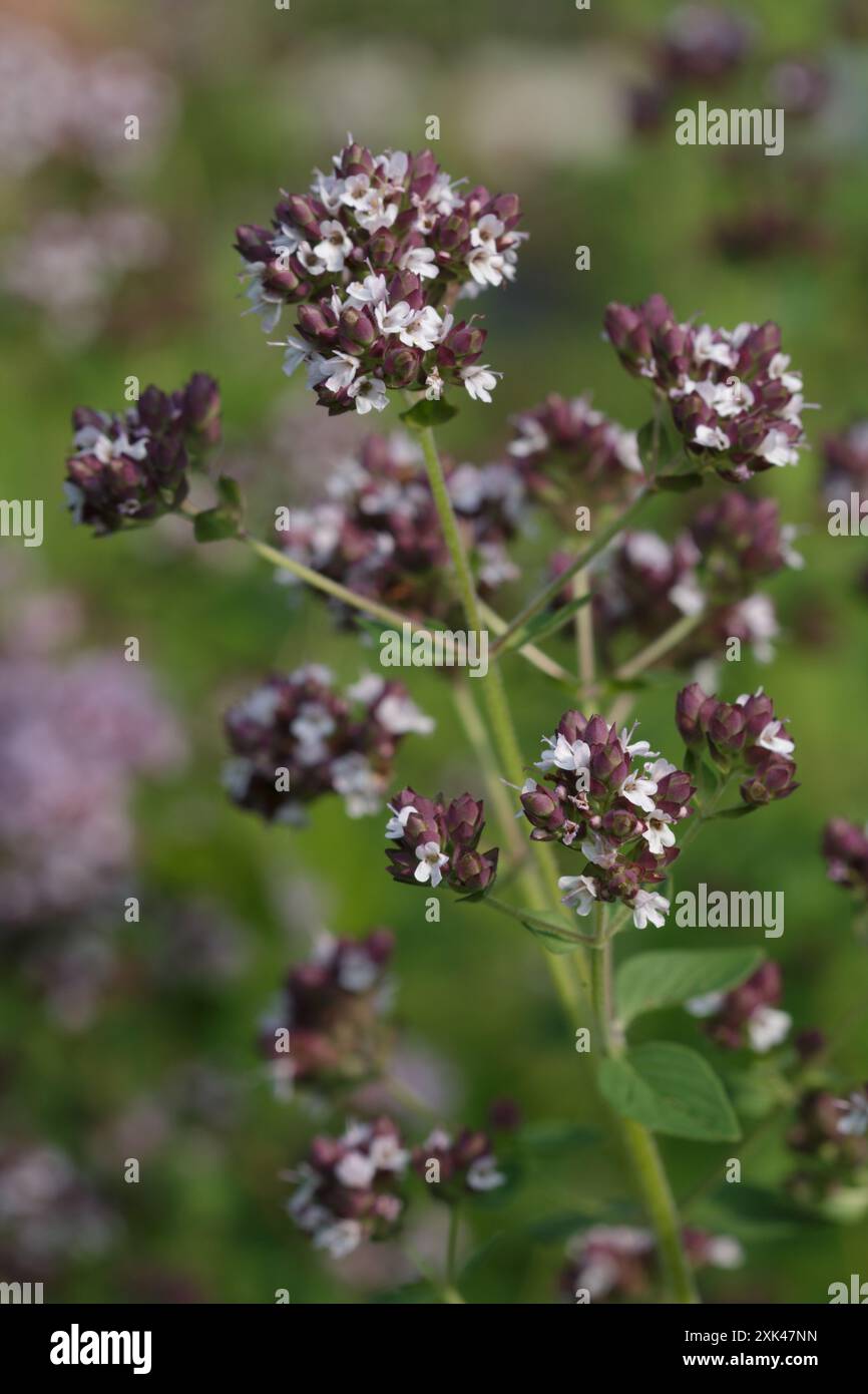 Fleurs d'herbe d'origan biologique poussant à l'extérieur Banque D'Images