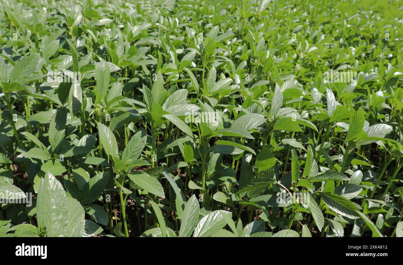 Paysage agricole en haute Egypte Banque D'Images