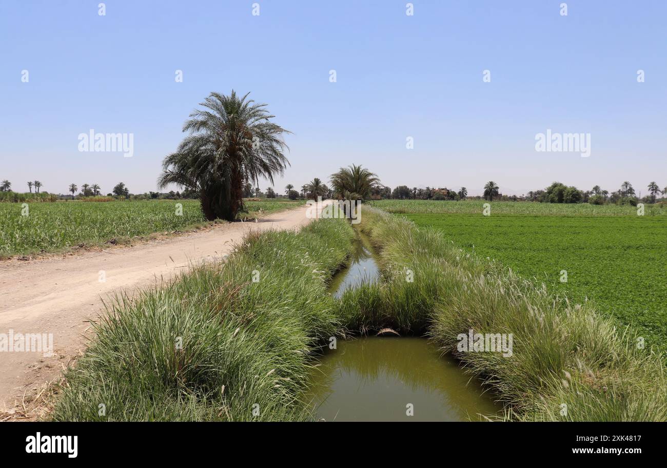 Paysage agricole en haute Egypte Banque D'Images