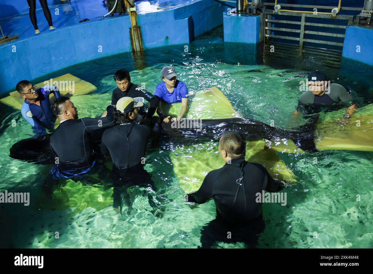 (240721) -- SANYA, 21 juillet 2024 (Xinhua) -- des volontaires enlèvent un coussin d'éponge sous une baleine pilote à nageoires courtes après son inspection au gastroscope au Centre de conservation des animaux de Sanya Haichang à Sanya, dans la province de Hainan, dans le sud de la Chine, le 20 juillet 2024. Une baleine pilote femelle à ailettes courtes de 3,4 mètres de long s'est échouée dans la baie de Haitang à Sanya le 18 juillet. Elle a été emmenée d'urgence au Centre de conservation des animaux de Sanya Haichang pour y être traitée, où elle a été trouvée très déshydratée et incapable de se nourrir seule. La baleine est maintenant sous soins méticuleux par des éleveurs professionnels et des vétérinaires. Volontaires à la ce Banque D'Images