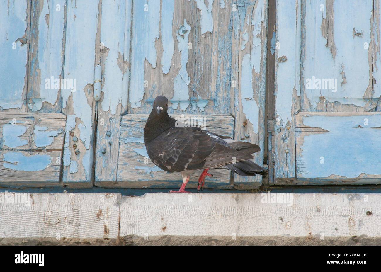 Pigeon debout près du vieux volet de fenêtre en bois à Kalymnos, Grèce Banque D'Images