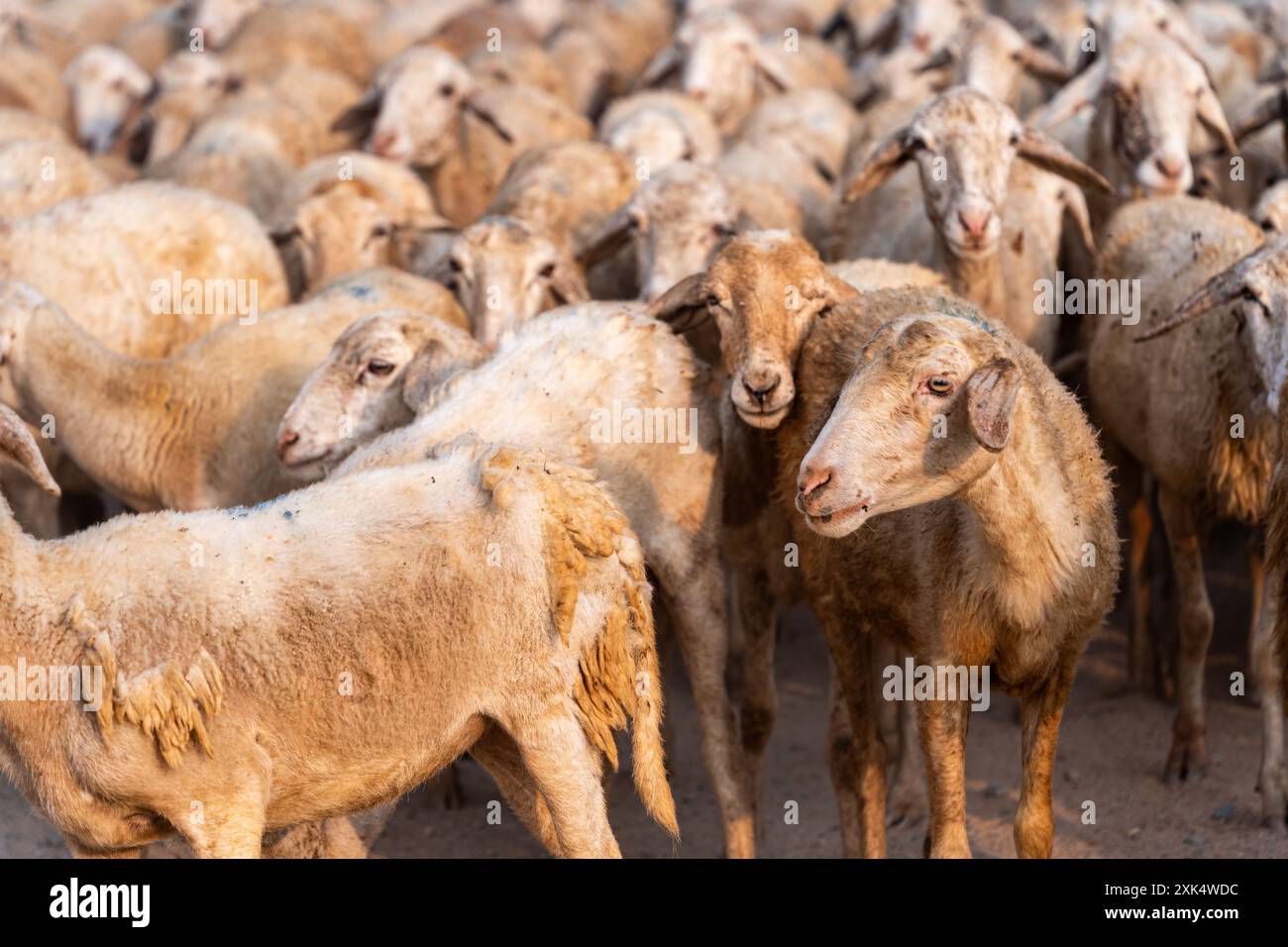 Troupeau de moutons dans le désert dans la province de Ninh Thuan, Vietnam. Concept voyage et agriculture Banque D'Images