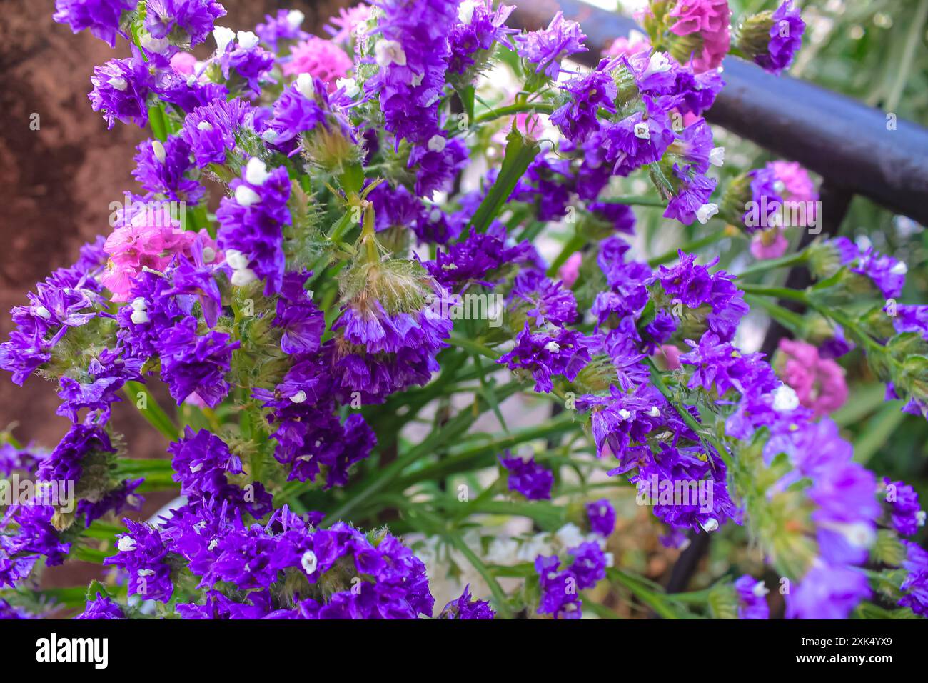 Limonium fleurissant des fleurs violettes, blanches et roses dans le jardin de la maison Banque D'Images