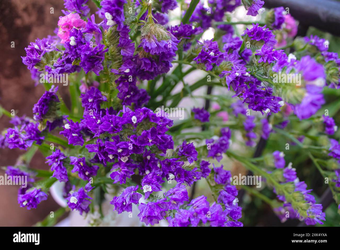 Limonium fleurissant des fleurs violettes, blanches et roses dans le jardin de la maison Banque D'Images