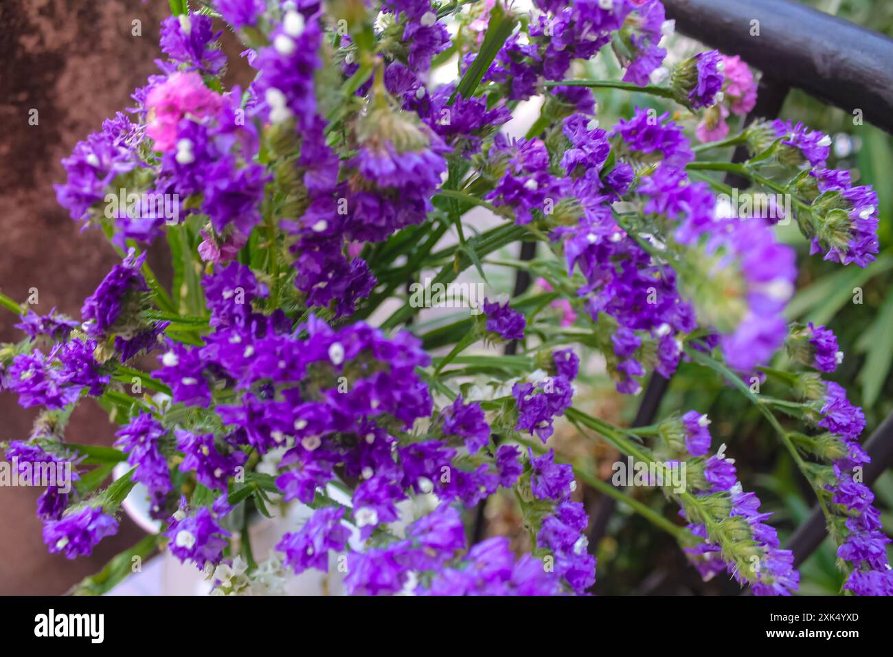 Limonium fleurissant des fleurs violettes, blanches et roses dans le jardin de la maison Banque D'Images