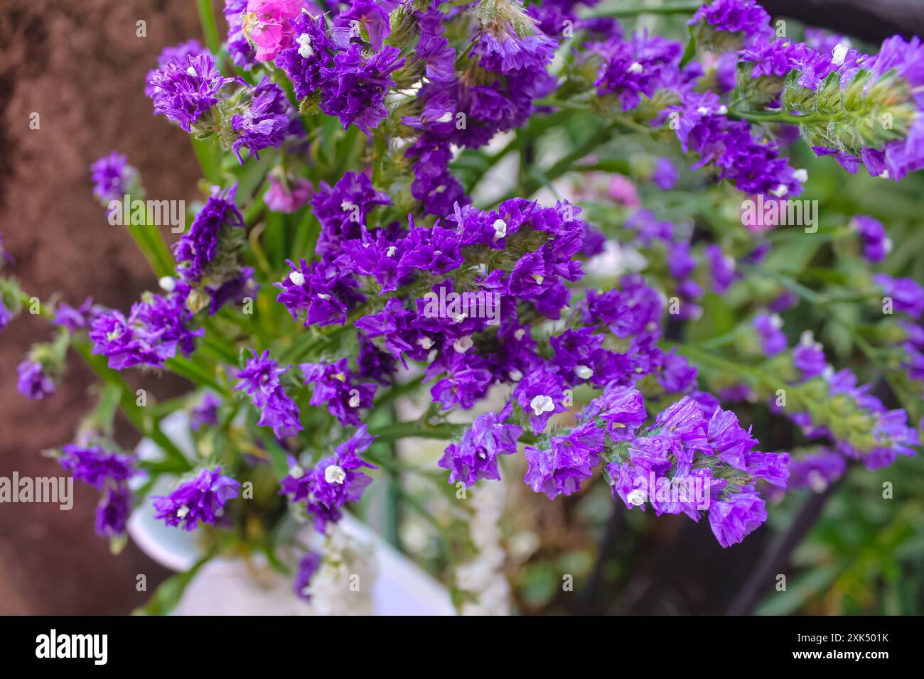 Limonium fleurissant des fleurs violettes, blanches et roses dans le jardin de la maison Banque D'Images