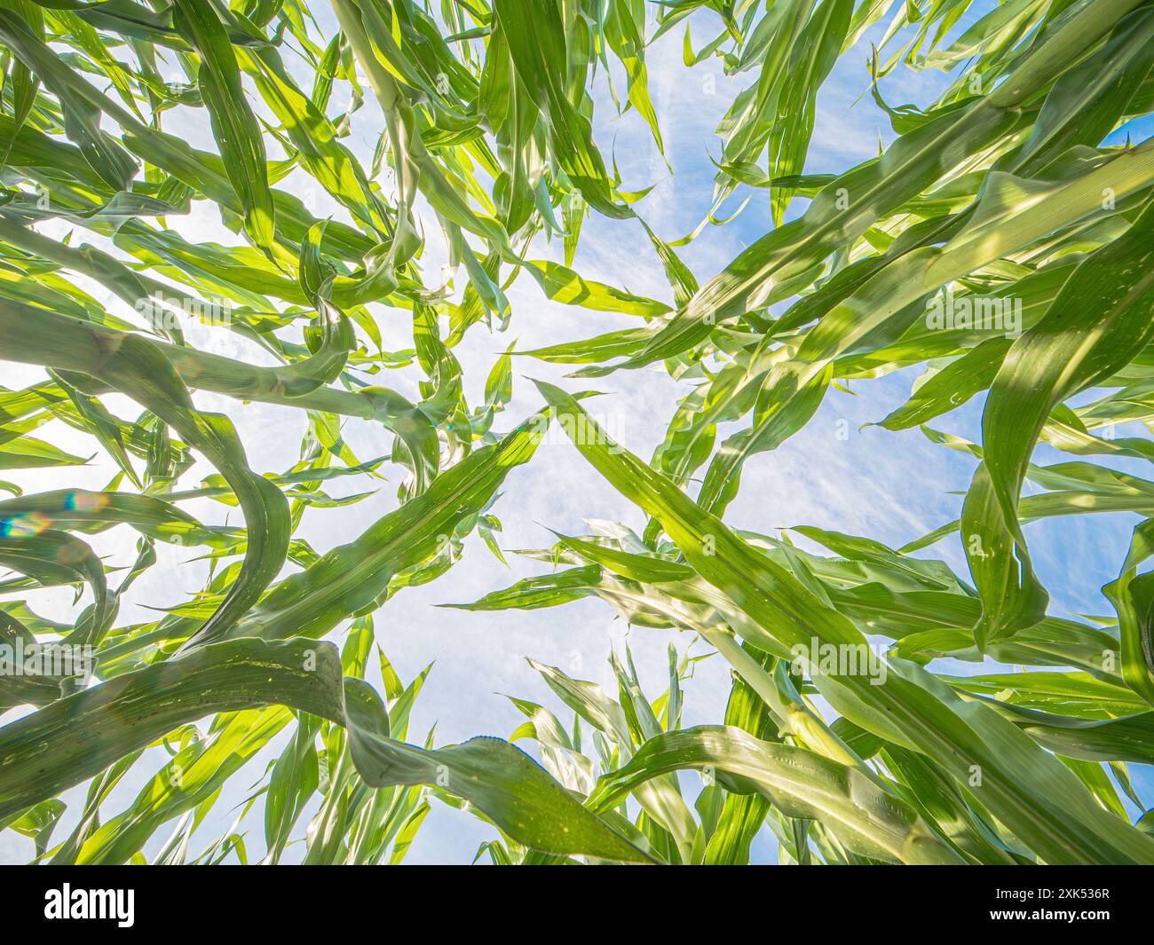 Plants de maïs chez un agriculteur biologique dans un champ de maïs en Allemagne Banque D'Images