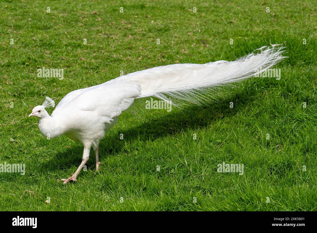 Peafowl indien albinos blanc mâle Banque D'Images