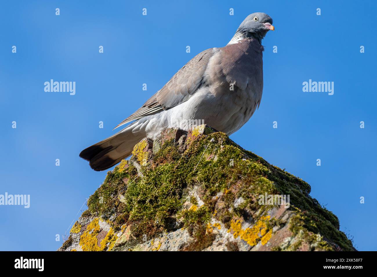 Pigeon de bois commun (Columba palumbus) assis sur une crête de toit Banque D'Images