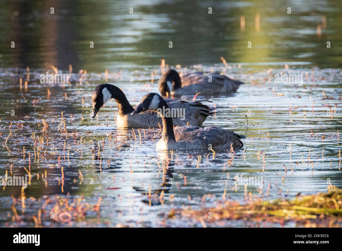 Trois bernaches du Canada (Branta canadensis) se nourrissent dans les bas-fonds du lac Antelope, dans le comté de Plumas, Californie, États-Unis Banque D'Images