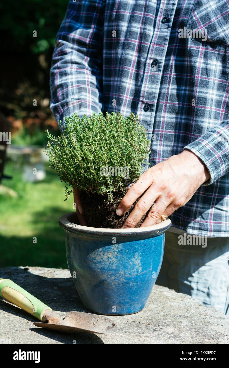 Jardinier plantant du thym dans un pot. Banque D'Images
