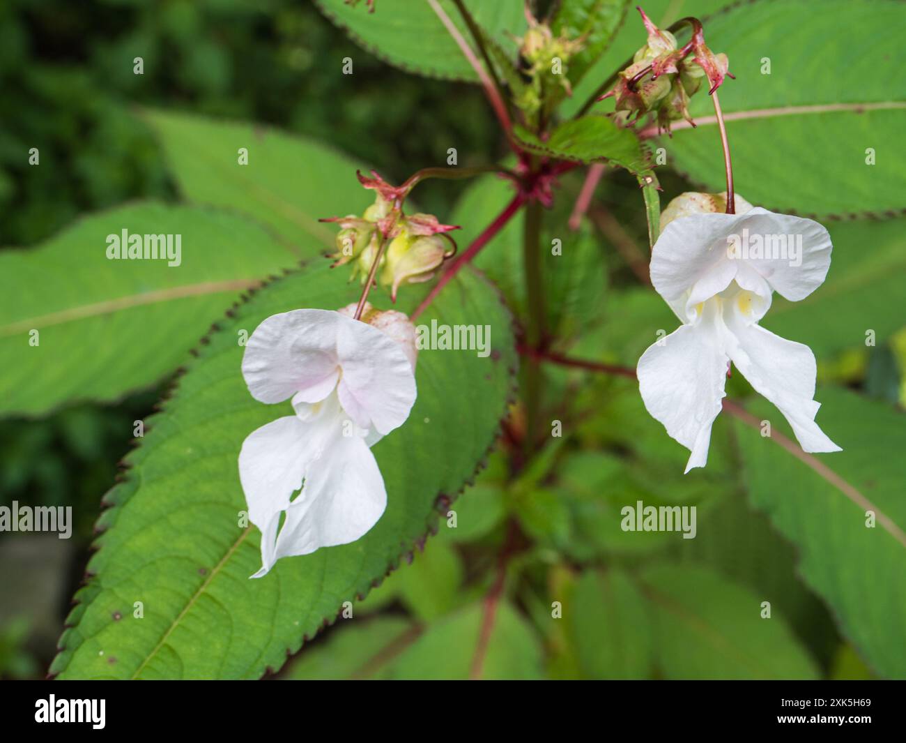 Fleurs blanches d'été de l'envahissant baume rustique annuel de l'Himalaya, Impatiens glandulifera Banque D'Images