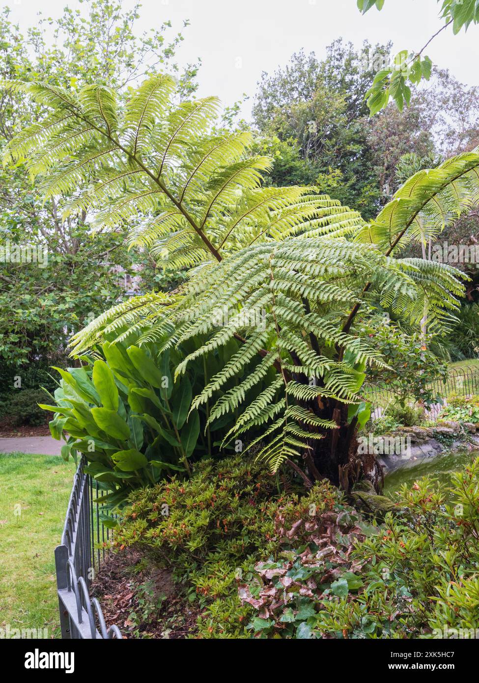 La fougère noire, Sphaeropteris medullaris, contraste avec le feuillage Hedychium à Morrab Gardens, Penzance, Royaume-Uni Banque D'Images