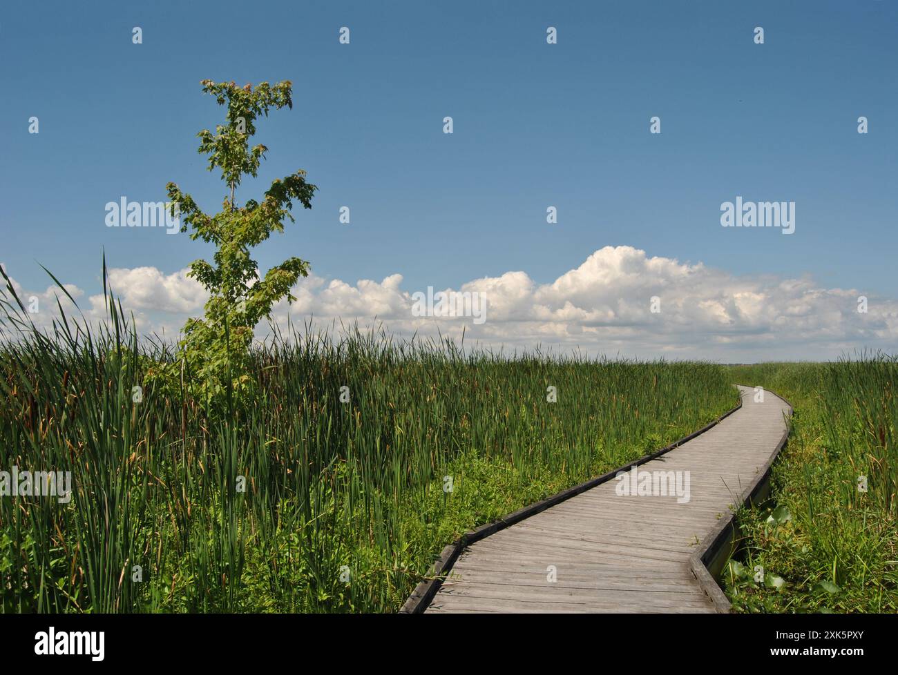 Un érable argenté dans un marais à côté d'une promenade au parc national de la pointe Pelée en Ontario, Canada Banque D'Images