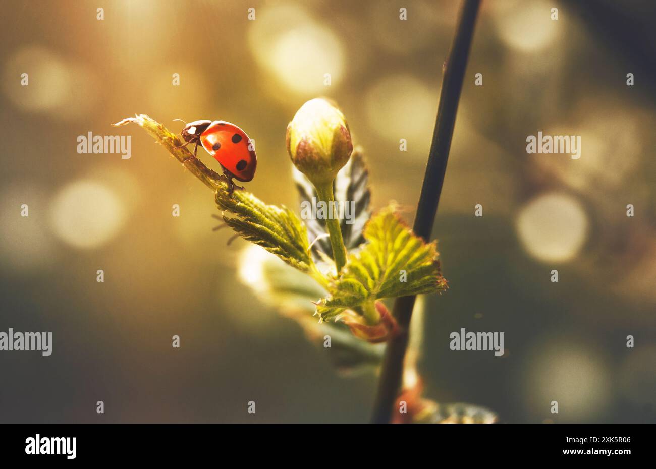 macro, coccinelle rampant le long d'une branche avec un bourgeon, au printemps en contre-jour. Banque D'Images