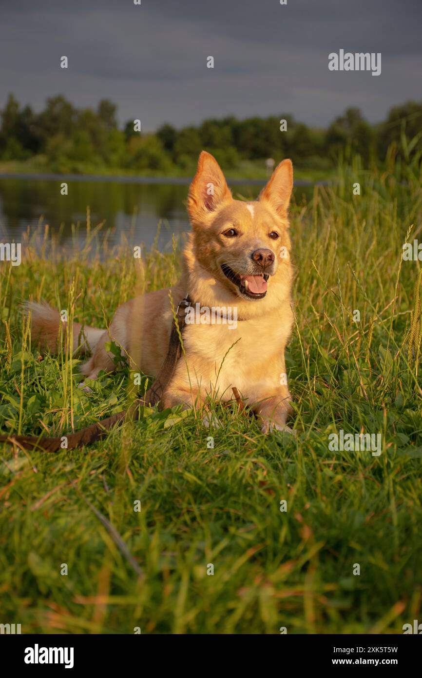 portrait d'un chien rouge heureux sur la rive de la rivière dans la soirée, sur une promenade en été. Une alliance entre un chien et un humain Banque D'Images