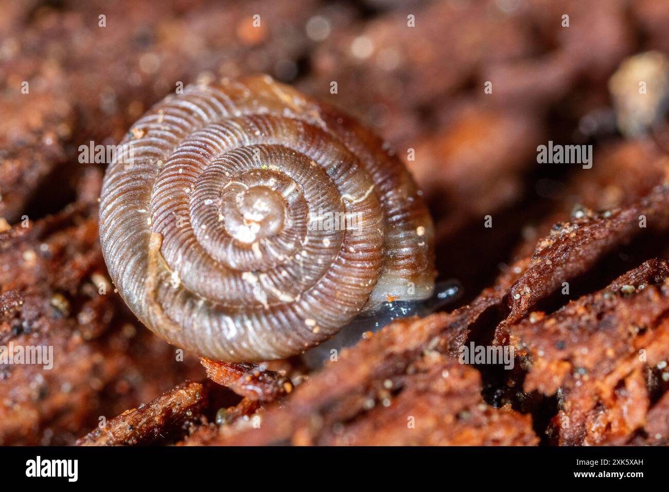 Disque rotonde (Discus rotundatus) Banque D'Images