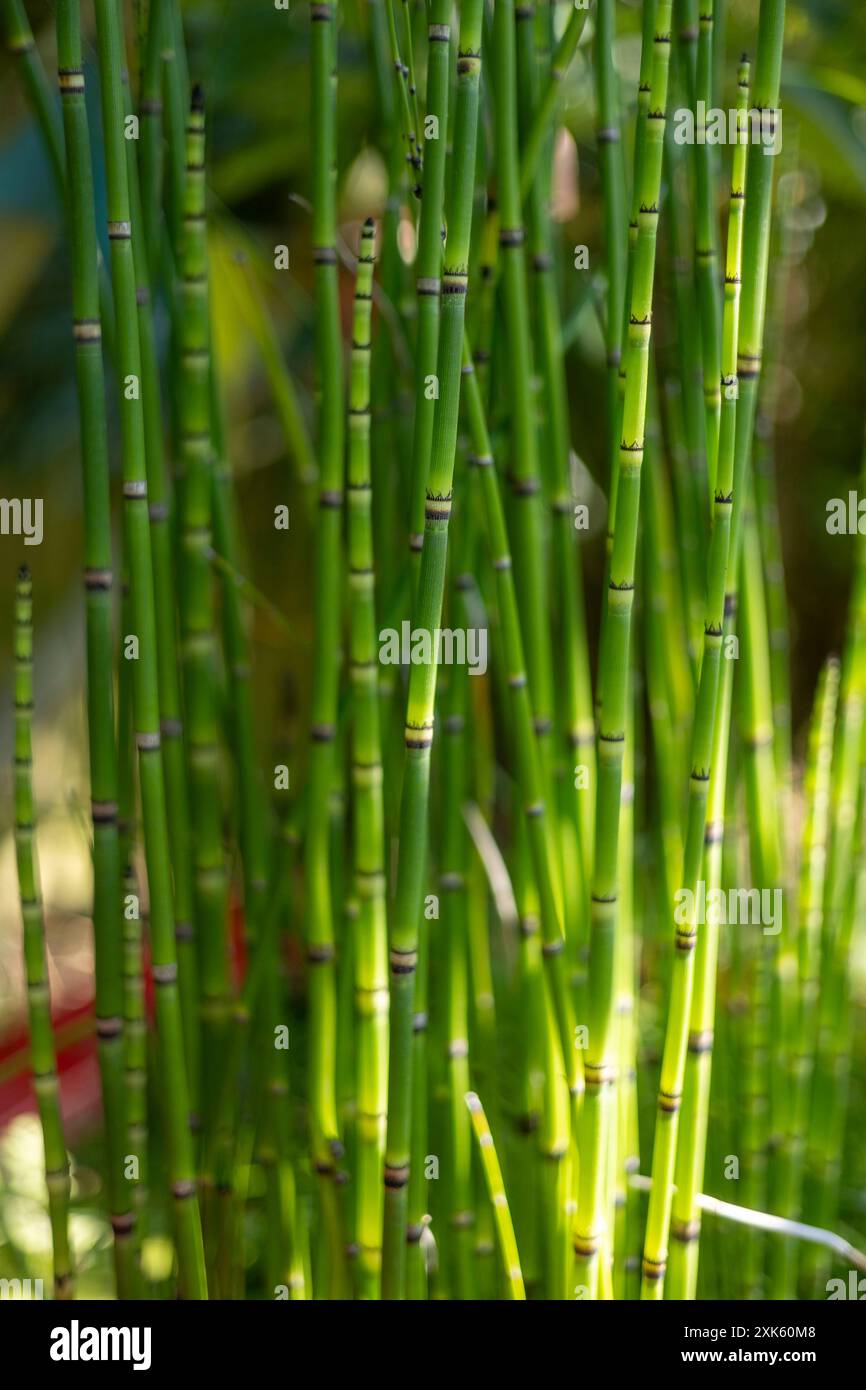 Prêle barrée (Equisetum japonicum) plante d'eau peu profonde Banque D'Images