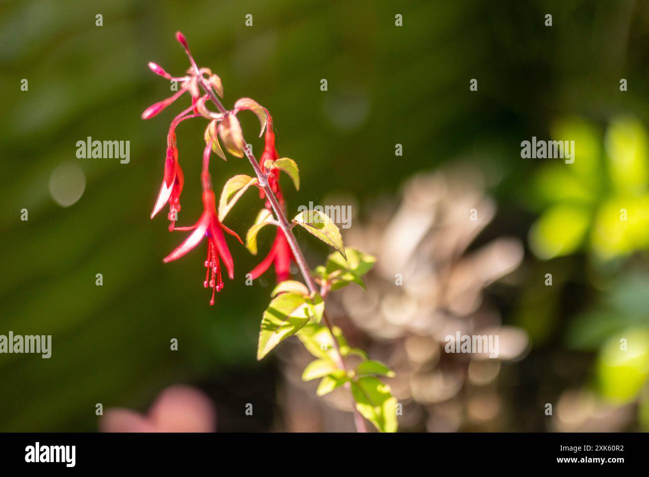 Plante de fuschia, forme arbuste entièrement robuste avec des fleurs rouges délicates qui pendent des feuilles vertes Banque D'Images