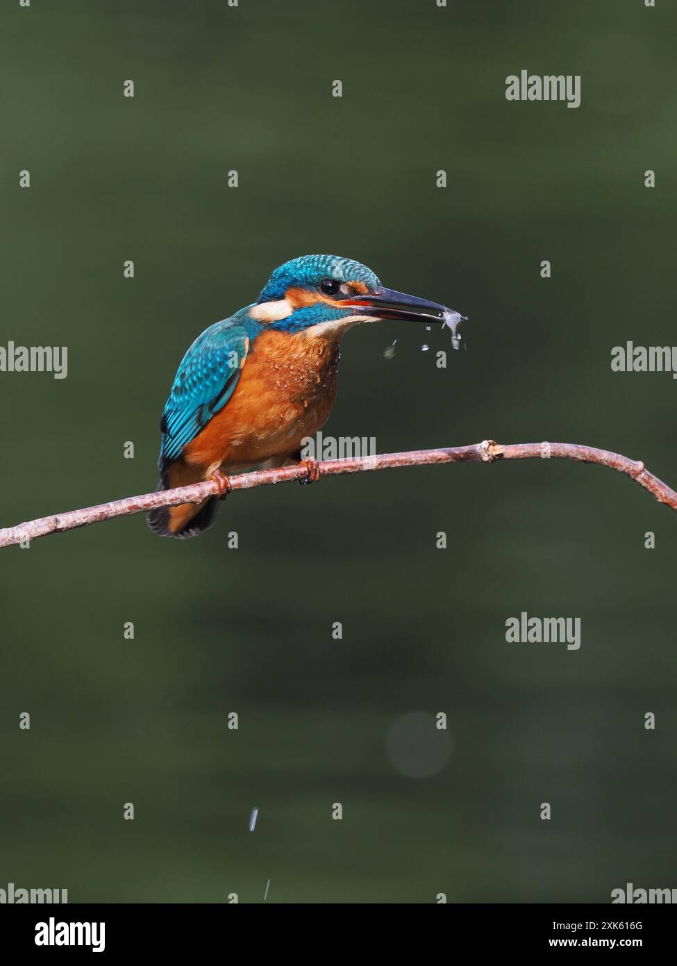 kingfisher juvénile, seulement quelques semaines sont indépendants, ils doivent pêcher avec succès pour survivre ! Banque D'Images