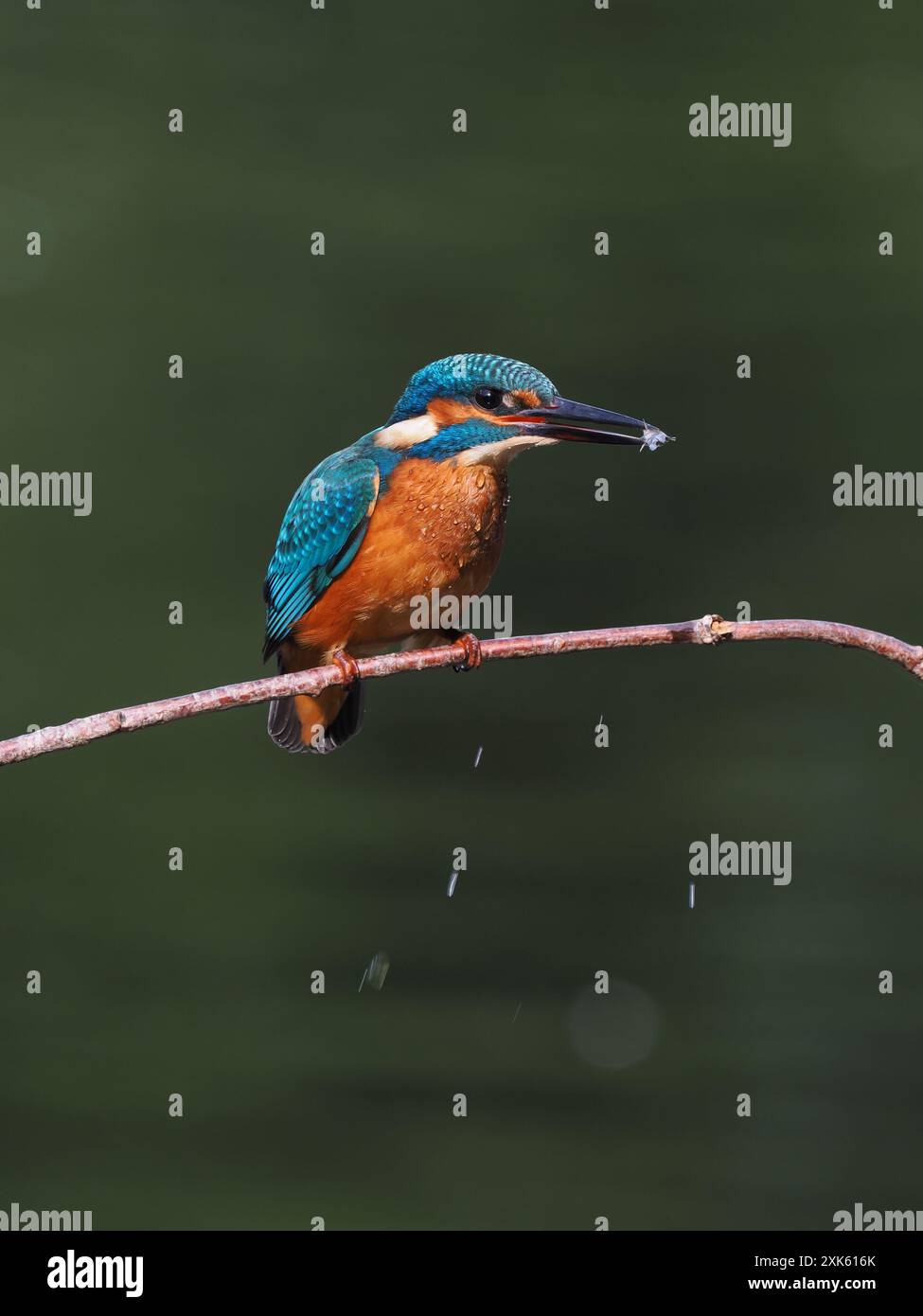 kingfisher juvénile, seulement quelques semaines sont indépendants, ils doivent pêcher avec succès pour survivre ! Banque D'Images