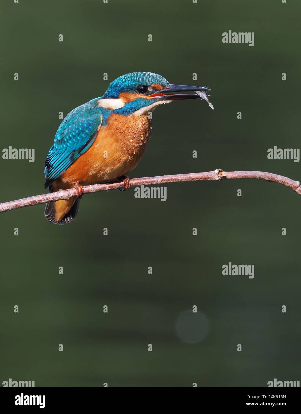 kingfisher juvénile, seulement quelques semaines sont indépendants, ils doivent pêcher avec succès pour survivre ! Banque D'Images