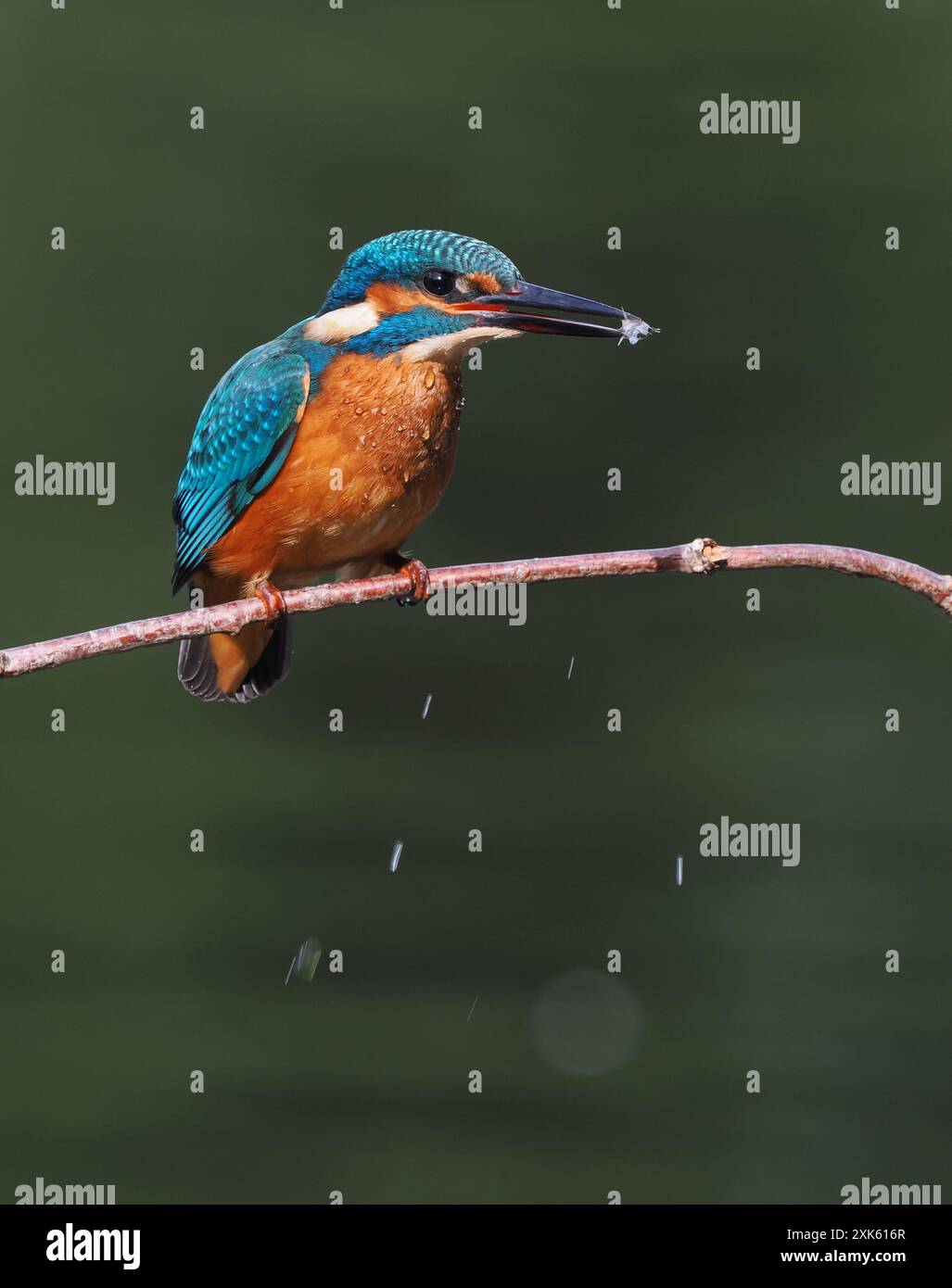 kingfisher juvénile, seulement quelques semaines sont indépendants, ils doivent pêcher avec succès pour survivre ! Banque D'Images