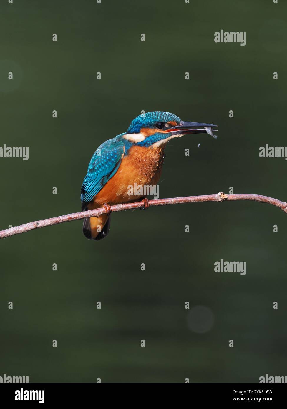kingfisher juvénile, seulement quelques semaines sont indépendants, ils doivent pêcher avec succès pour survivre ! Banque D'Images