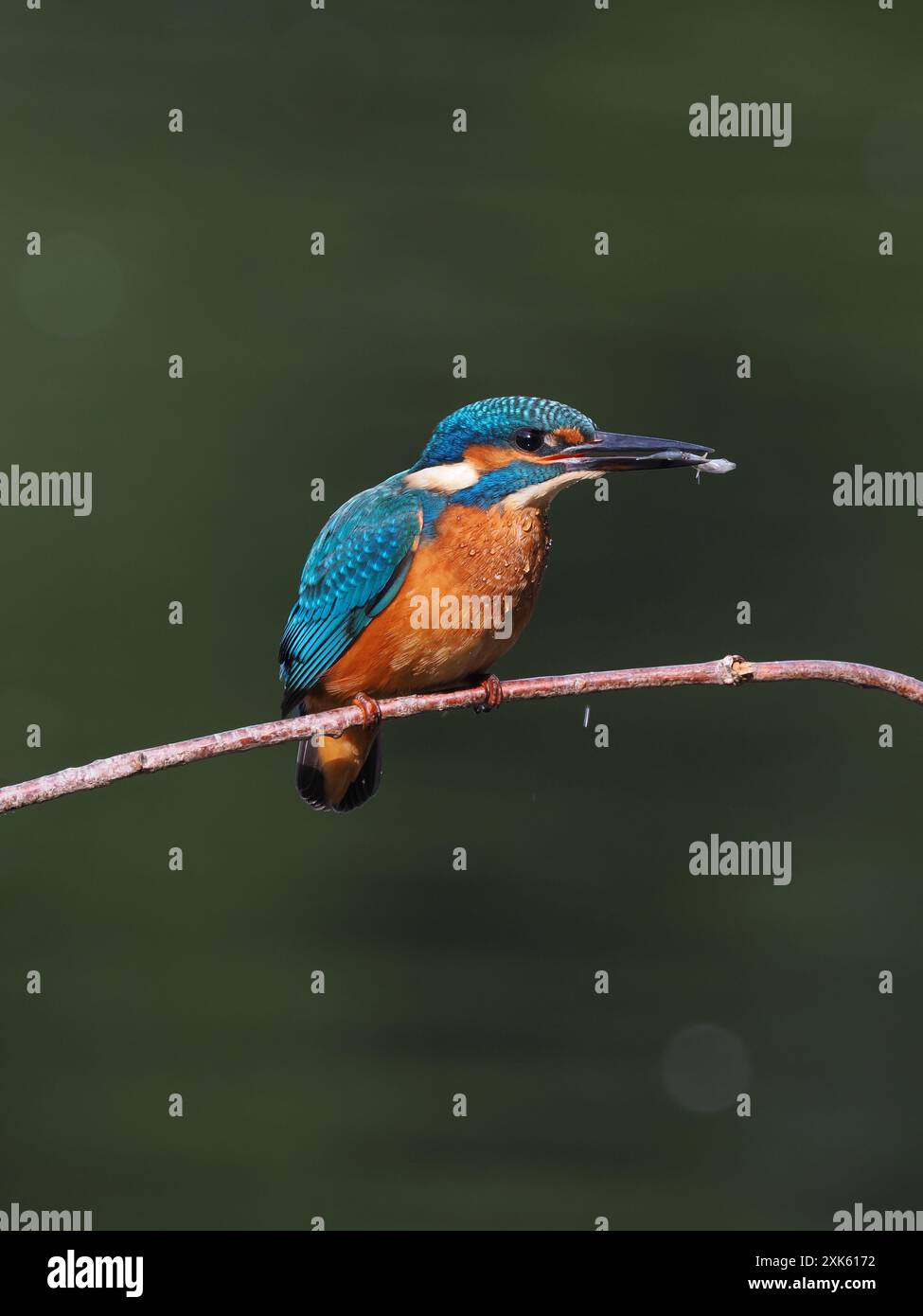 kingfisher juvénile, seulement quelques semaines sont indépendants, ils doivent pêcher avec succès pour survivre ! Banque D'Images