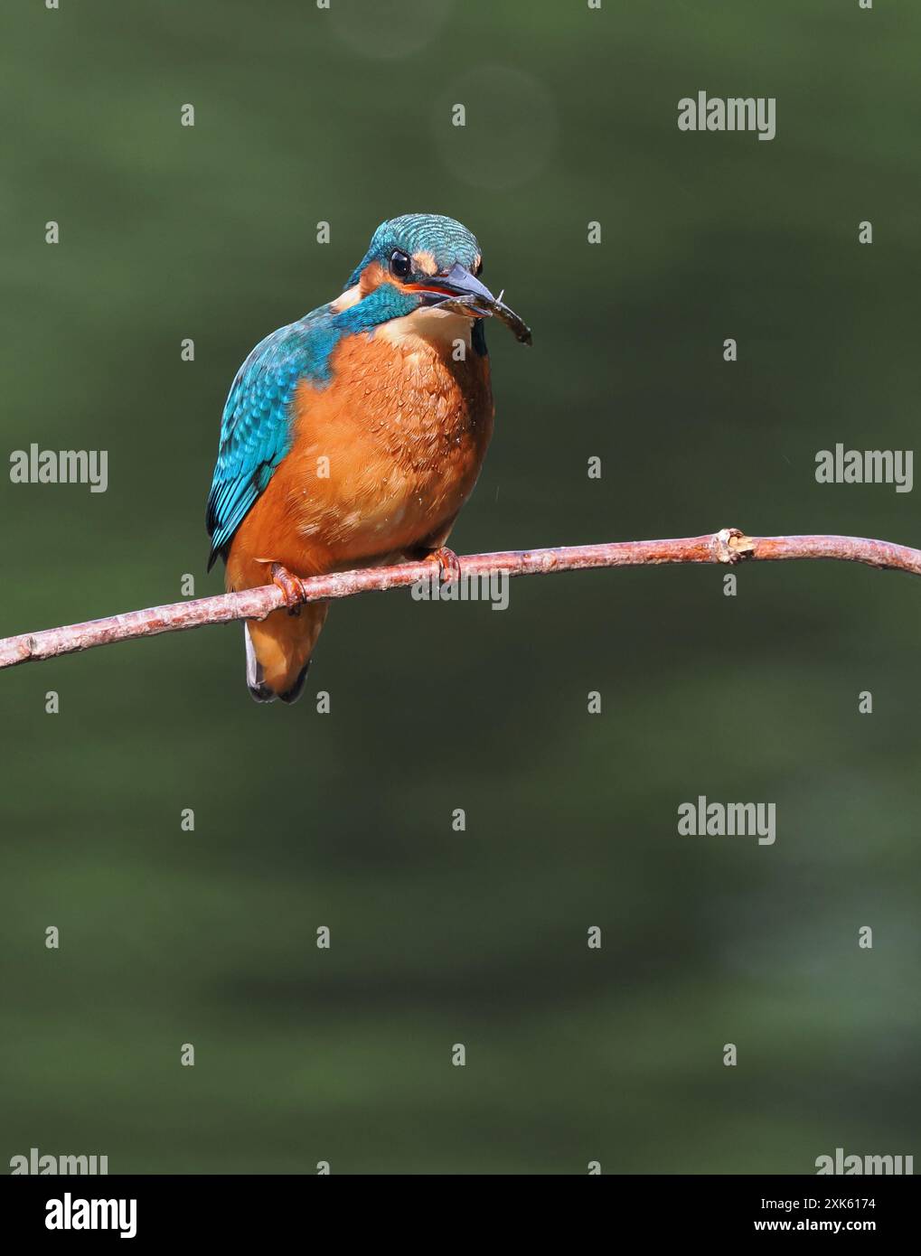 kingfisher juvénile, seulement quelques semaines sont indépendants, ils doivent pêcher avec succès pour survivre ! Banque D'Images