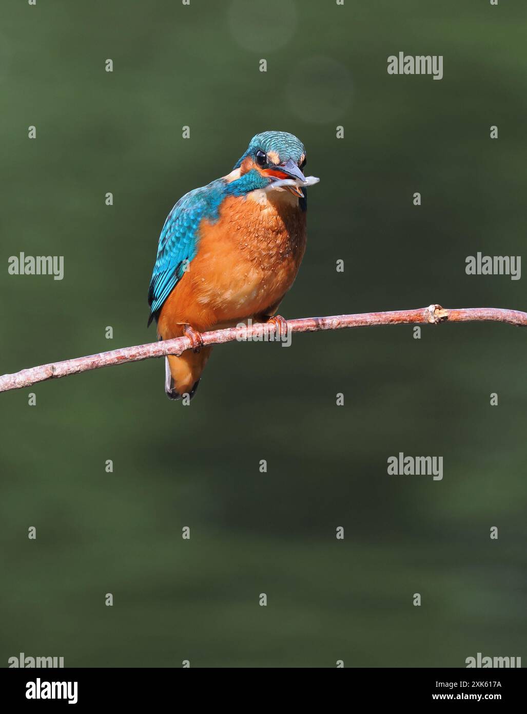 kingfisher juvénile, seulement quelques semaines sont indépendants, ils doivent pêcher avec succès pour survivre ! Banque D'Images