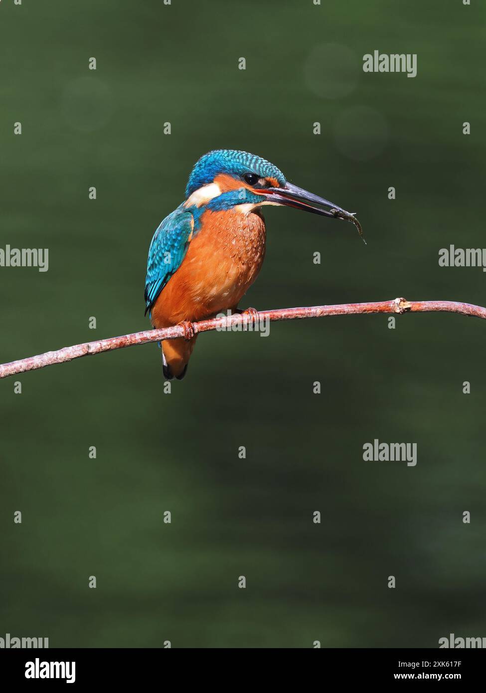 kingfisher juvénile, seulement quelques semaines sont indépendants, ils doivent pêcher avec succès pour survivre ! Banque D'Images