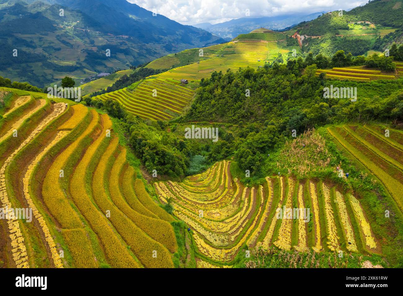 Drone vue aérienne du champ de la terrasse de riz de la Pan Tan près de Sapa, Vietnam Banque D'Images