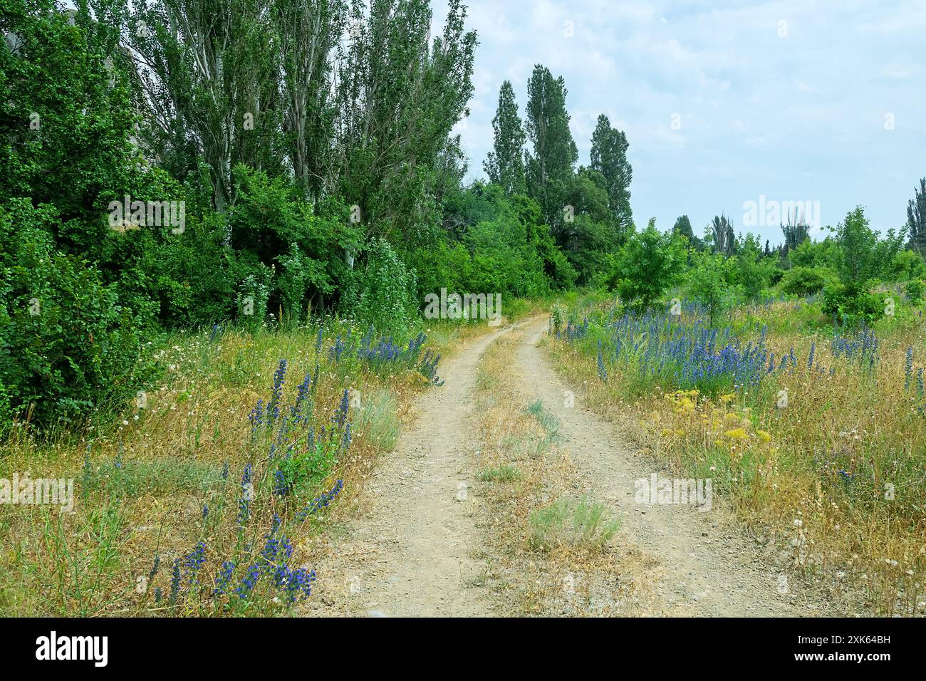 Le bugloss de la vipère commun (Echium vulgare) fleurit à la périphérie d'un vignoble abandonné. Contreforts des montagnes de Crimée. Bossages le long de la f Banque D'Images