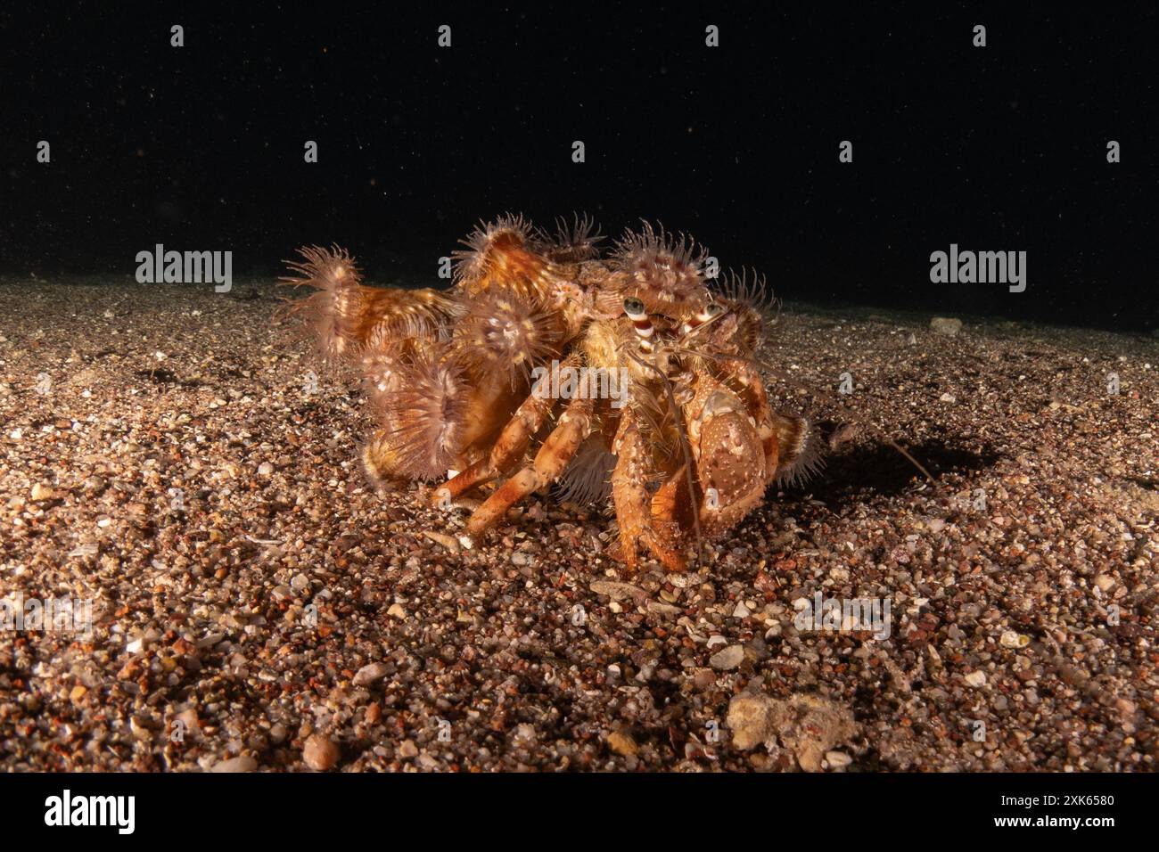 Ermit Crab dans la mer Rouge coloré et beau, Eilat Israël Banque D'Images