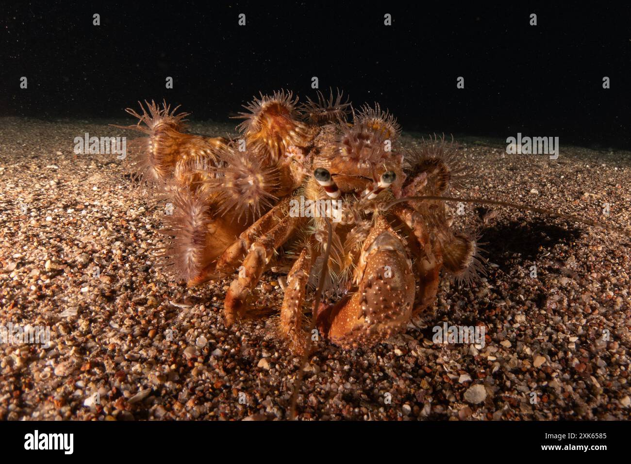 Ermit Crab dans la mer Rouge coloré et beau, Eilat Israël Banque D'Images