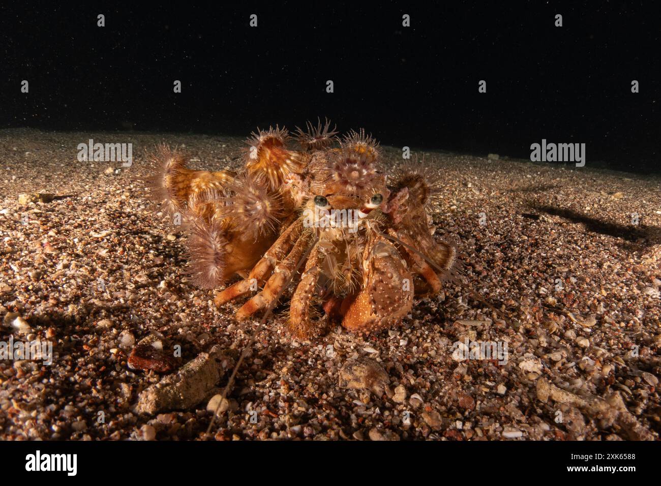 Ermit Crab dans la mer Rouge coloré et beau, Eilat Israël Banque D'Images