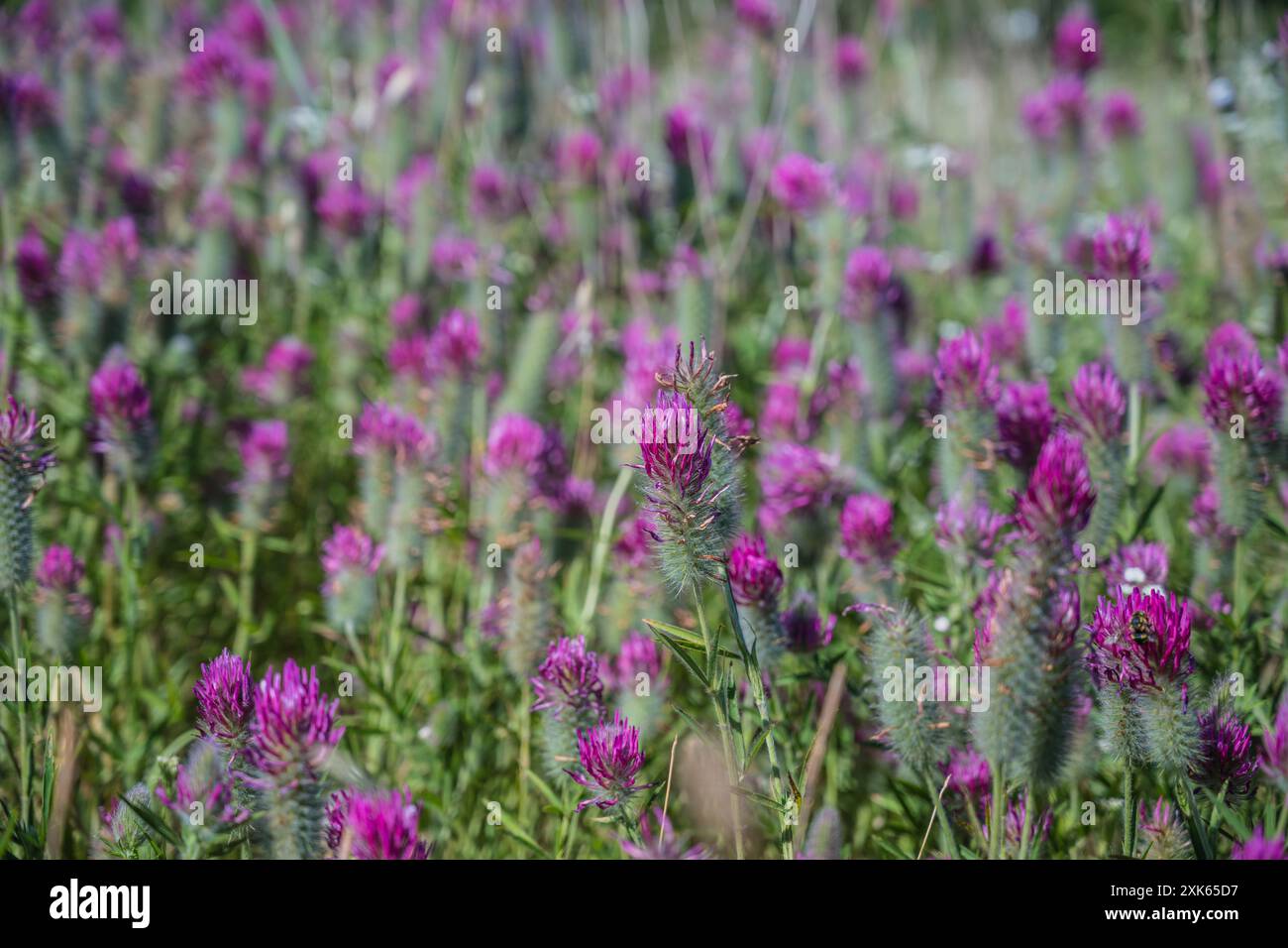 Coumparesoun : Trifolium angustifolium e Ajuga pyramidalis, Vaucluse, Provence, France. Banque D'Images