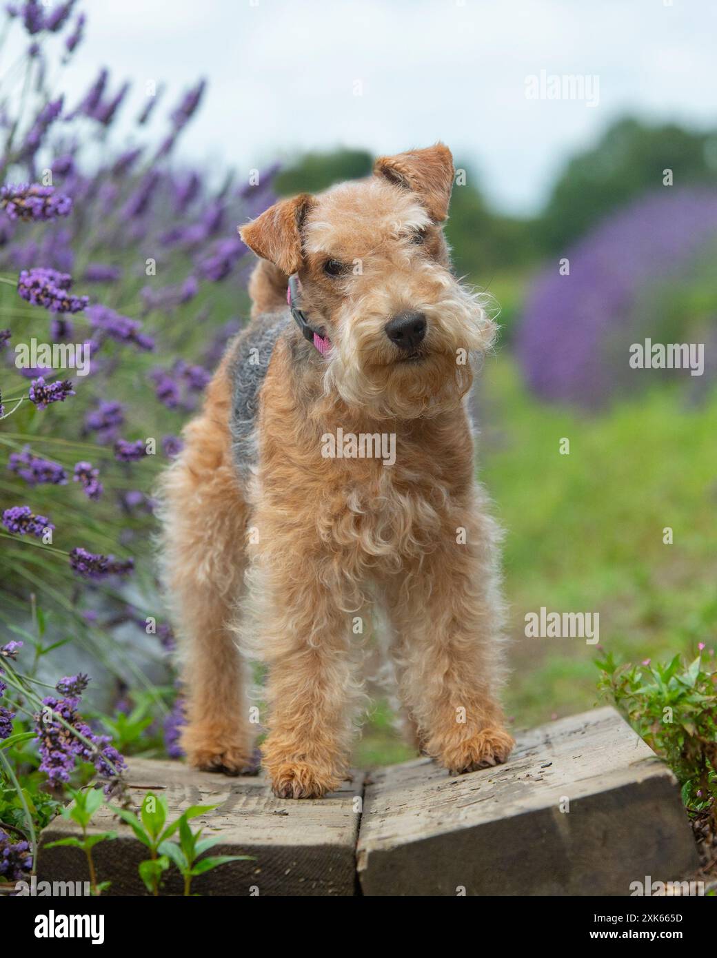 mignon terrier lakeland dans le jardin de fleurs Banque D'Images