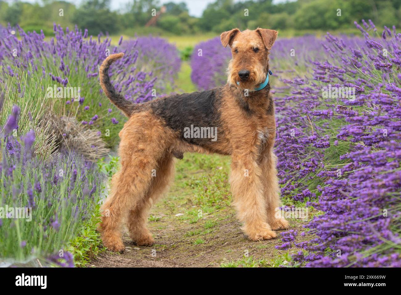 Chien Airedale Terrier en fleurs de lavande Banque D'Images