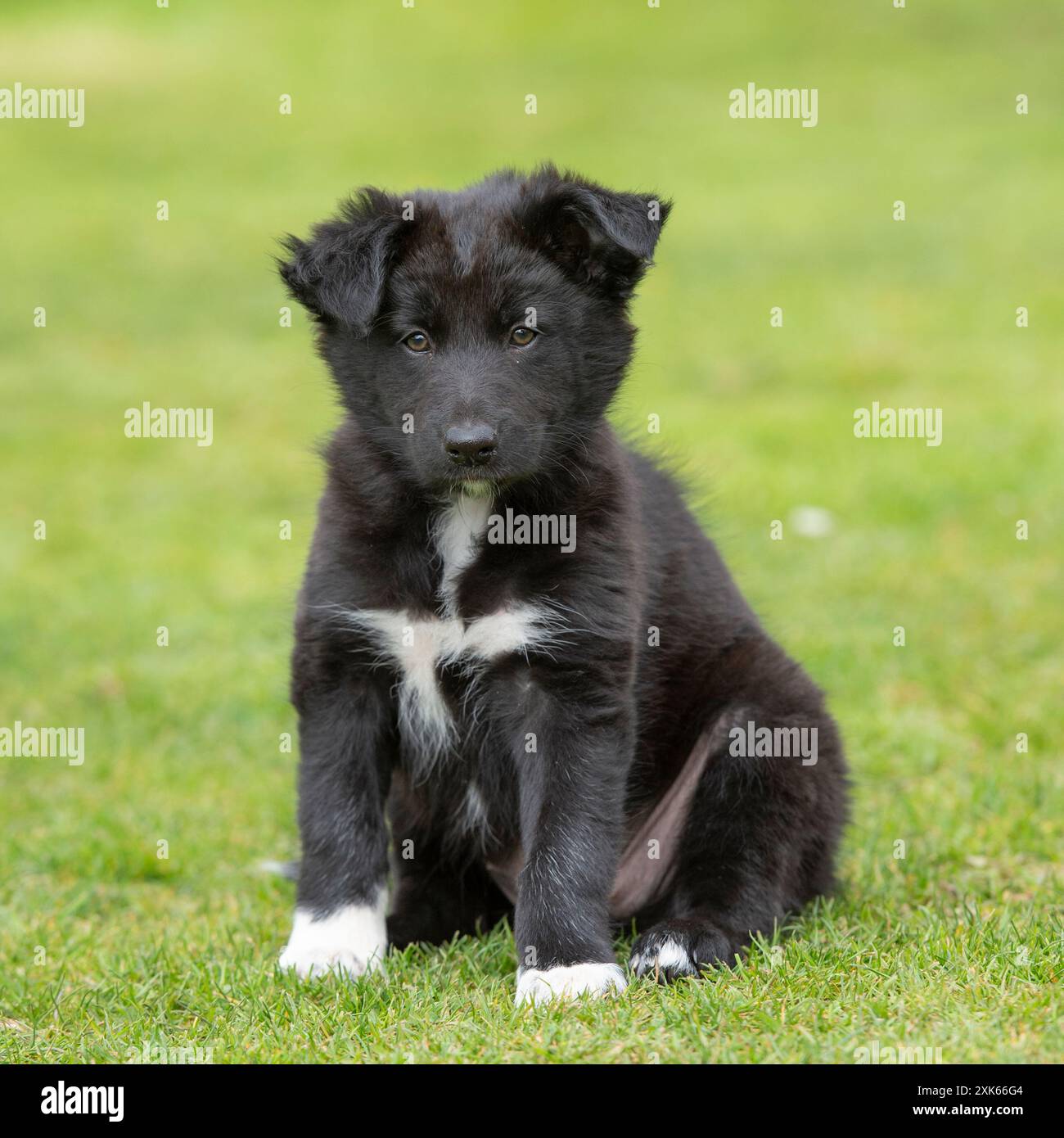 Chiot border collie Banque D'Images