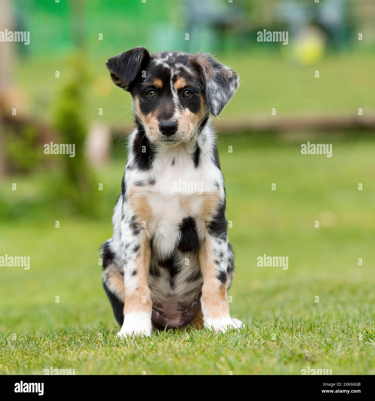 Chiot tri merle Border Collie Banque D'Images