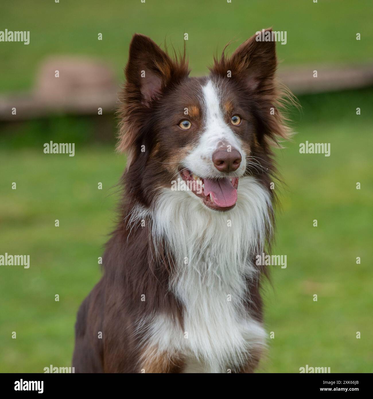 Border Collie rouge Banque D'Images