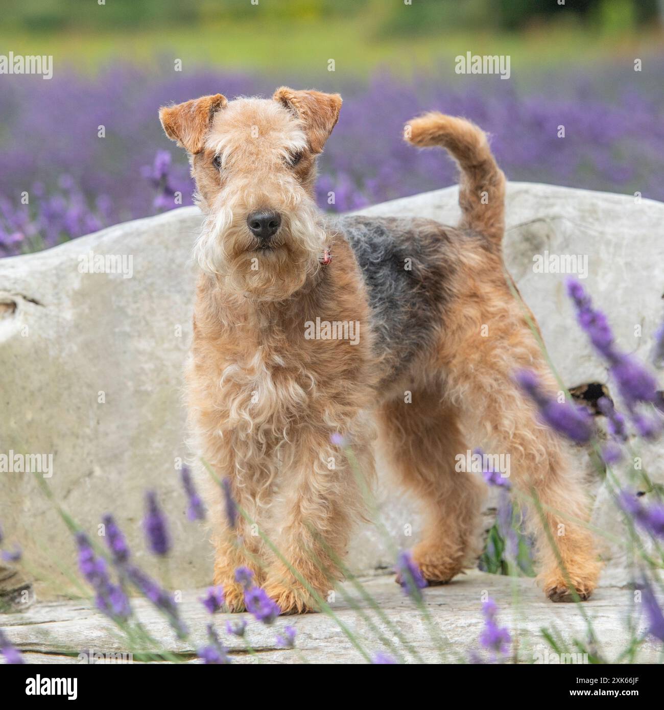 Lakeland terrier Banque D'Images