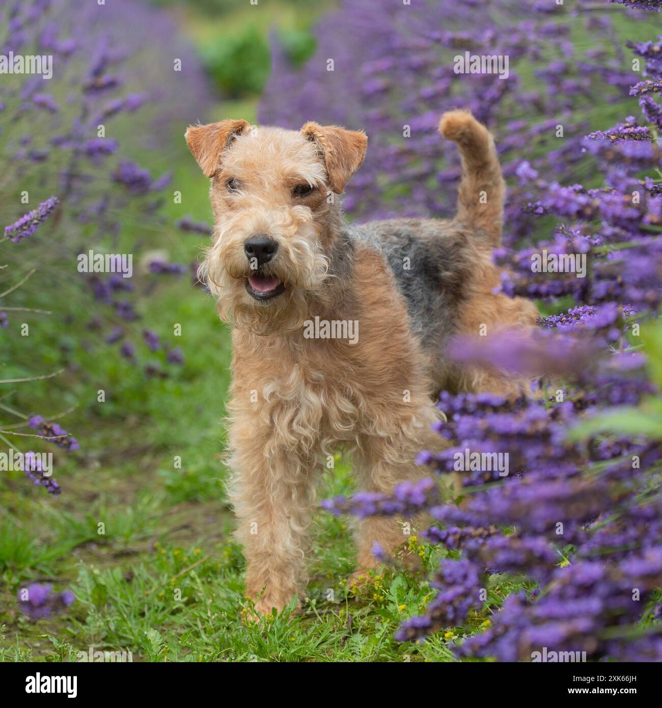Lakeland terrier Banque D'Images