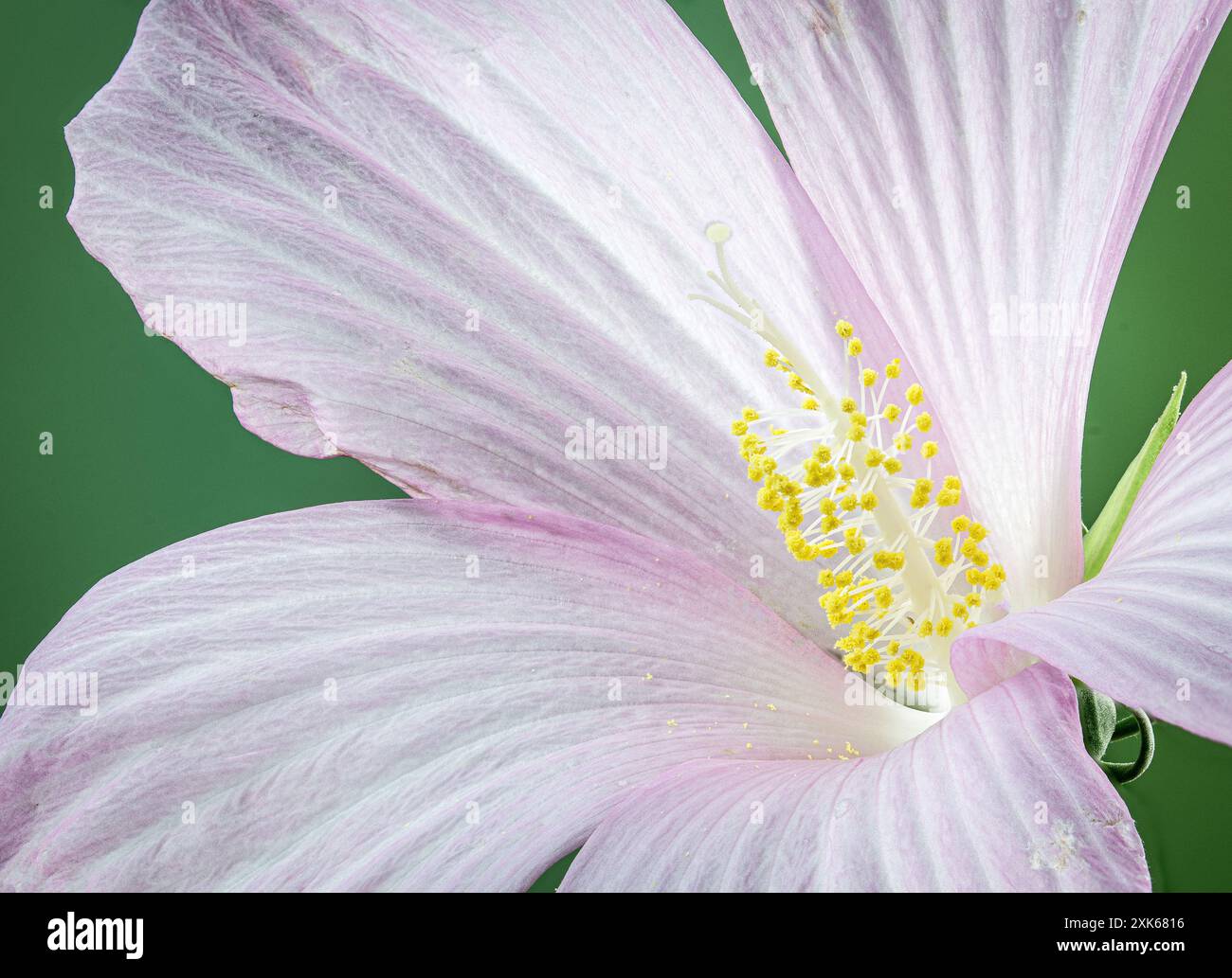 Vue macro du centre de la fleur de mauve rose des marais (Hibiscus moscheutos) Banque D'Images
